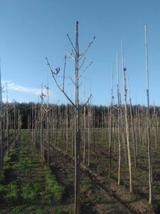 Aesculus carnea 'Briotii' 16-18 Hoogstam draadkluit 3 X verplant - afbeelding 4