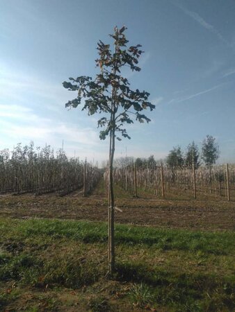 Aesculus carnea 'Briotii' 16-18 Hoogstam draadkluit 3 X verplant - afbeelding 2