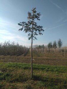 Aesculus carnea 'Briotii' 16-18 Hoogstam draadkluit 3 X verplant - afbeelding 2