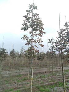 Aesculus hip. 'Baumannii' 12-14 Hoogstam wortelgoed 2 X verplant - afbeelding 1