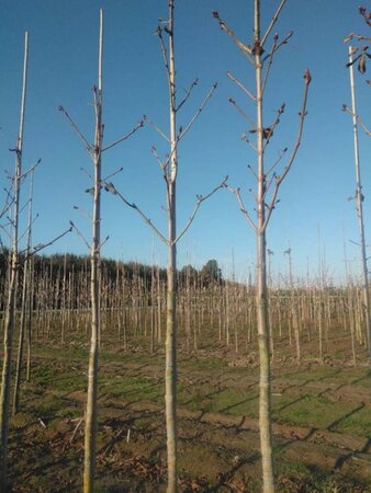 Aesculus hip. 'Baumannii' 14-16 Hoogstam wortelgoed 2 X verplant - afbeelding 3