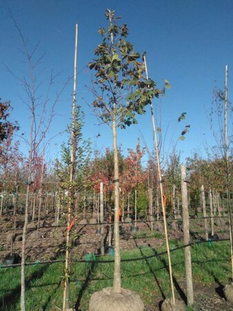 Aesculus hip. 'Baumannii' 20-25 Hoogstam draadkluit 3 X verplant - afbeelding 3