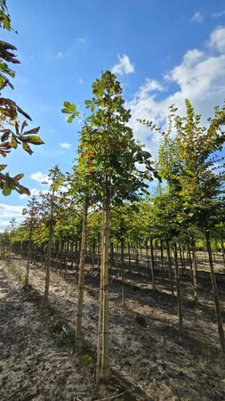 Aesculus hip. 'Baumannii' 20-25 Hoogstam draadkluit 3 X verplant - afbeelding 2