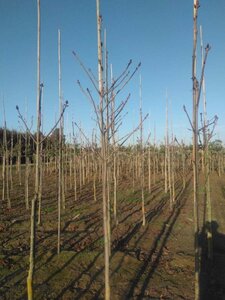 Aesculus hippocastanum 10-12 Hoogstam wortelgoed - afbeelding 6