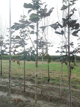 Aesculus hippocastanum 12-14 Hoogstam wortelgoed 2 X verplant - afbeelding 7