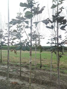 Aesculus hippocastanum 12-14 Hoogstam wortelgoed 2 X verplant - afbeelding 7