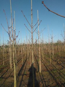 Aesculus hippocastanum 12-14 Hoogstam wortelgoed 2 X verplant - afbeelding 8