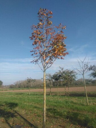 Aesculus hippocastanum 25-30 Hoogstam draadkluit 3 X verplant