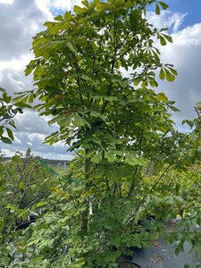 Aesculus hippocastanum 300-350 cm cont. 70L - afbeelding 1