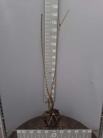 Aesculus parviflora 80-100 cm met kluit