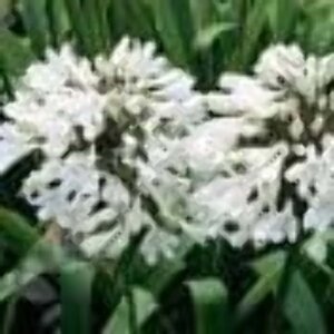 Agapanthus afr. 'Albidus' geen maat specificatie 0,55L/P9cm - afbeelding 6