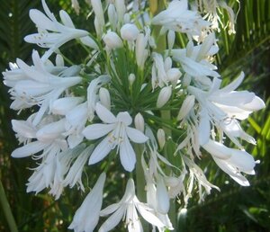 Agapanthus afr. 'Albidus' geen maat specificatie 0,55L/P9cm - afbeelding 1