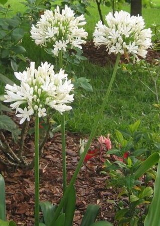 Agapanthus afr. 'Albidus' geen maat specificatie 0,55L/P9cm - afbeelding 2