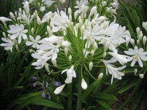 Agapanthus afr. 'Albidus' geen maat specificatie 0,55L/P9cm - afbeelding 3