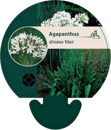 Agapanthus afr. 'Albidus' geen maat specificatie 0,55L/P9cm - afbeelding 4