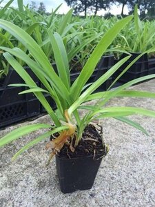 Agapanthus africanus geen maat specificatie 0,55L/P9cm - afbeelding 4