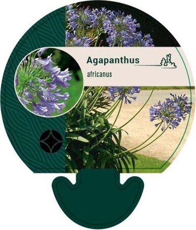 Agapanthus africanus geen maat specificatie 0,55L/P9cm - afbeelding 3