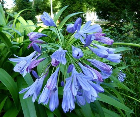 Agapanthus africanus geen maat specificatie 0,55L/P9cm - afbeelding 1