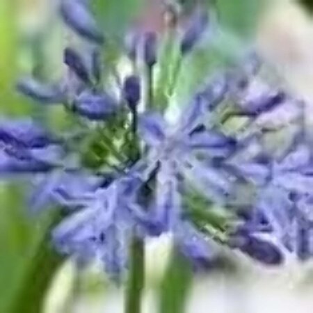 Agapanthus africanus geen maat specificatie 0,55L/P9cm - afbeelding 2