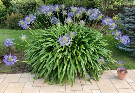 Agapanthus africanus geen maat specificatie 0,55L/P9cm - afbeelding 5