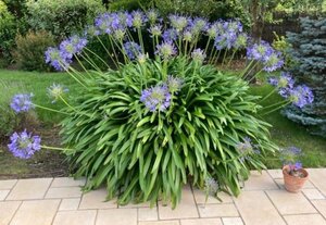 Agapanthus africanus geen maat specificatie 0,55L/P9cm - afbeelding 5