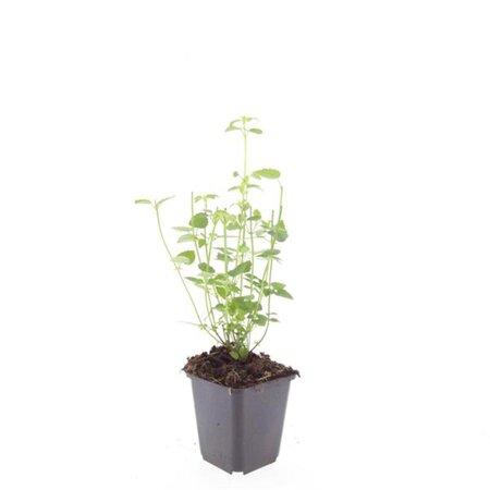 Agastache 'Black Adder' geen maat specificatie 0,55L/P9cm - afbeelding 4