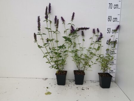 Agastache 'Black Adder' geen maat specificatie 0,55L/P9cm - afbeelding 2