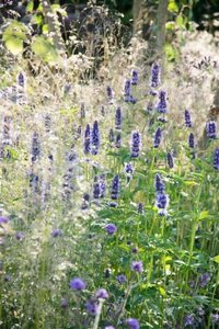 Agastache 'Black Adder' geen maat specificatie 0,55L/P9cm - afbeelding 6