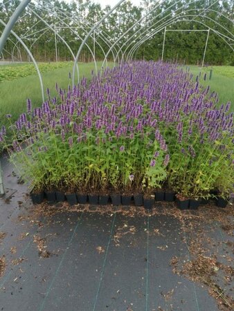 Agastache 'Black Adder' geen maat specificatie 0,55L/P9cm - afbeelding 12