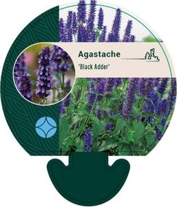 Agastache 'Black Adder' geen maat specificatie 0,55L/P9cm - afbeelding 8