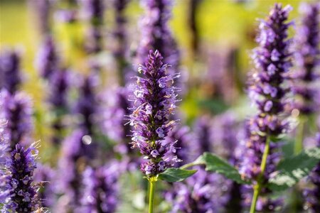 Agastache 'Black Adder' geen maat specificatie 0,55L/P9cm - afbeelding 1