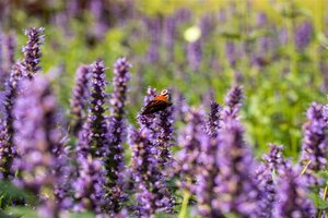 Agastache 'Black Adder' geen maat specificatie 0,55L/P9cm - afbeelding 9