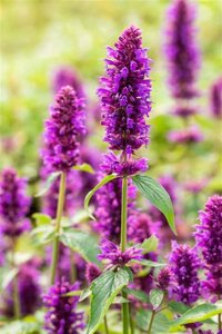 Agastache 'Blue Boa' geen maat specificatie 0,55L/P9cm - afbeelding 2