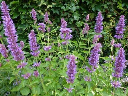 Agastache 'Blue Boa' geen maat specificatie 0,55L/P9cm - afbeelding 5