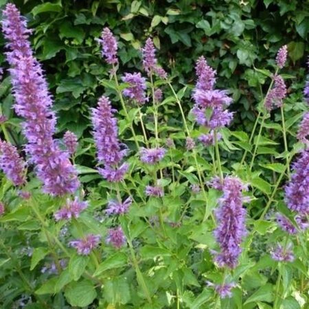 Agastache 'Blue Boa' geen maat specificatie 0,55L/P9cm - afbeelding 6