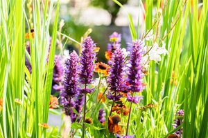 Agastache 'Blue Boa' geen maat specificatie 0,55L/P9cm - afbeelding 4