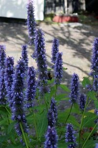 Agastache 'Blue Fortune' geen maat specificatie 0,55L/P9cm - afbeelding 11