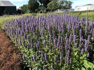 Agastache 'Blue Fortune' geen maat specificatie 0,55L/P9cm - afbeelding 1