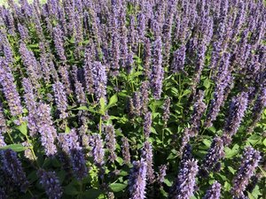 Agastache 'Blue Fortune' geen maat specificatie 0,55L/P9cm - afbeelding 14