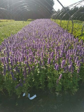 Agastache 'Blue Fortune' geen maat specificatie 0,55L/P9cm - afbeelding 15