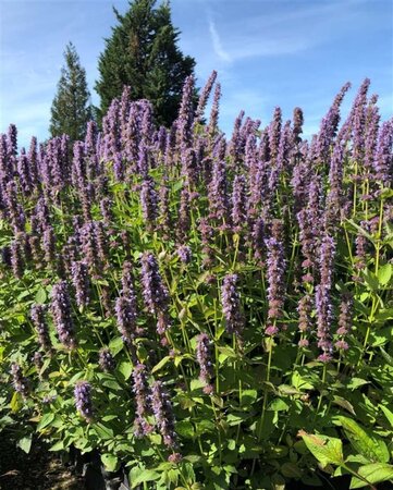 Agastache 'Blue Fortune' geen maat specificatie 0,55L/P9cm - afbeelding 12