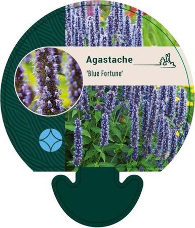 Agastache 'Blue Fortune' geen maat specificatie 0,55L/P9cm - afbeelding 7