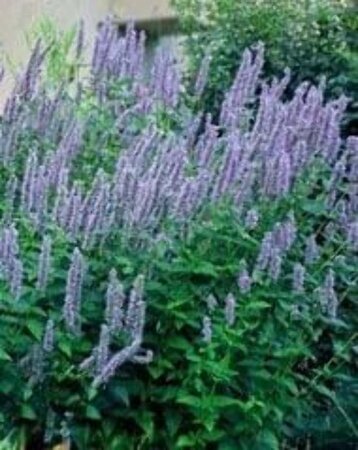 Agastache foeniculum geen maat specificatie 0,55L/P9cm - afbeelding 2