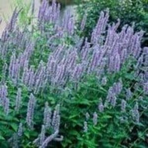 Agastache foeniculum geen maat specificatie 0,55L/P9cm - afbeelding 3