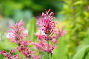 Agastache mex. 'Red Fortune' geen maat specificatie 0,55L/P9cm - afbeelding 1