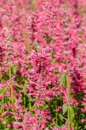 Agastache mex. 'Red Fortune' geen maat specificatie 0,55L/P9cm - afbeelding 2