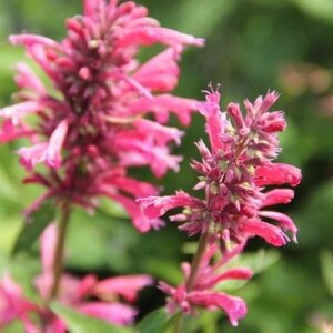 Agastache mex. 'Red Fortune' geen maat specificatie 0,55L/P9cm - afbeelding 3