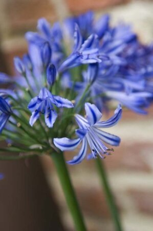 Agapanthus 'Navy Blue' geen maat specificatie 0,55L/P9cm - afbeelding 1