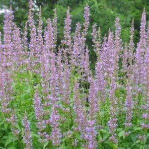 Agastache 'Purple Haze' geen maat specificatie 0,55L/P9cm - afbeelding 2