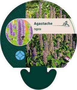 Agastache rugosa geen maat specificatie 0,55L/P9cm - afbeelding 1